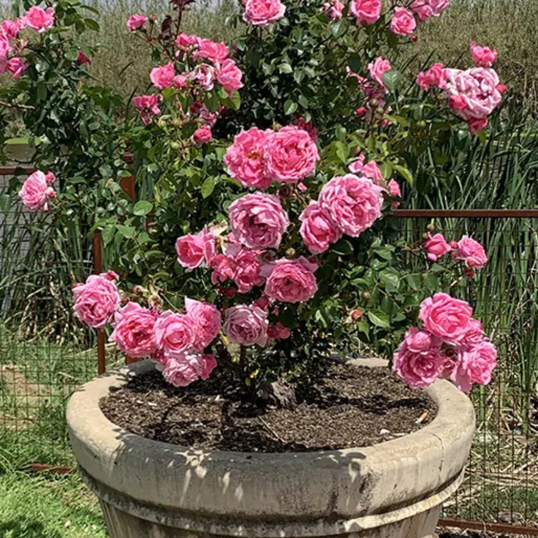 Beautiful Pretty Pink Roses